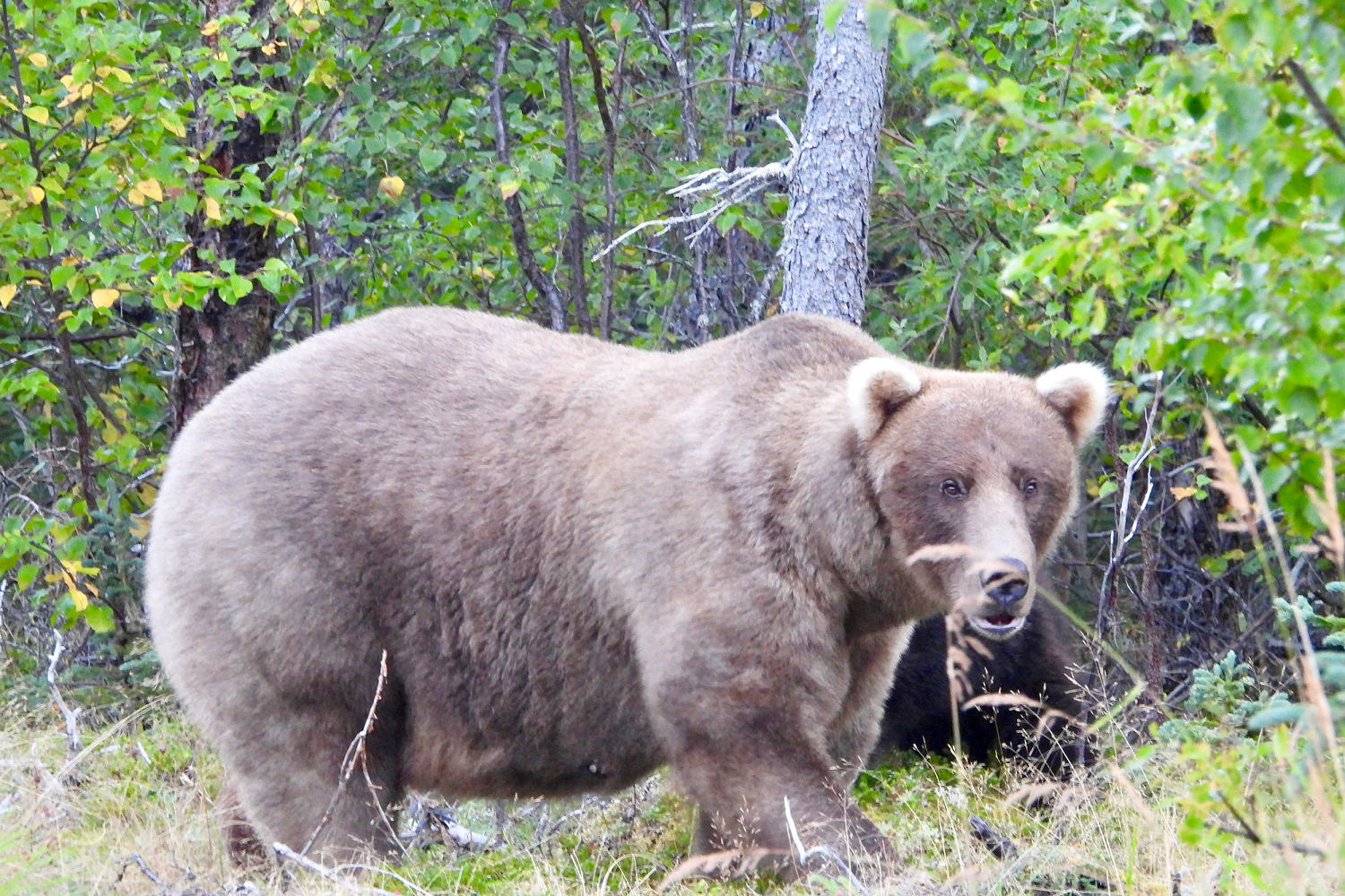 Grazer beats the behemoth who killed her cub to win this year’s title