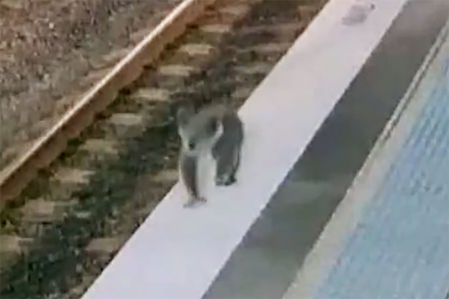 Australian police chase koala through train station