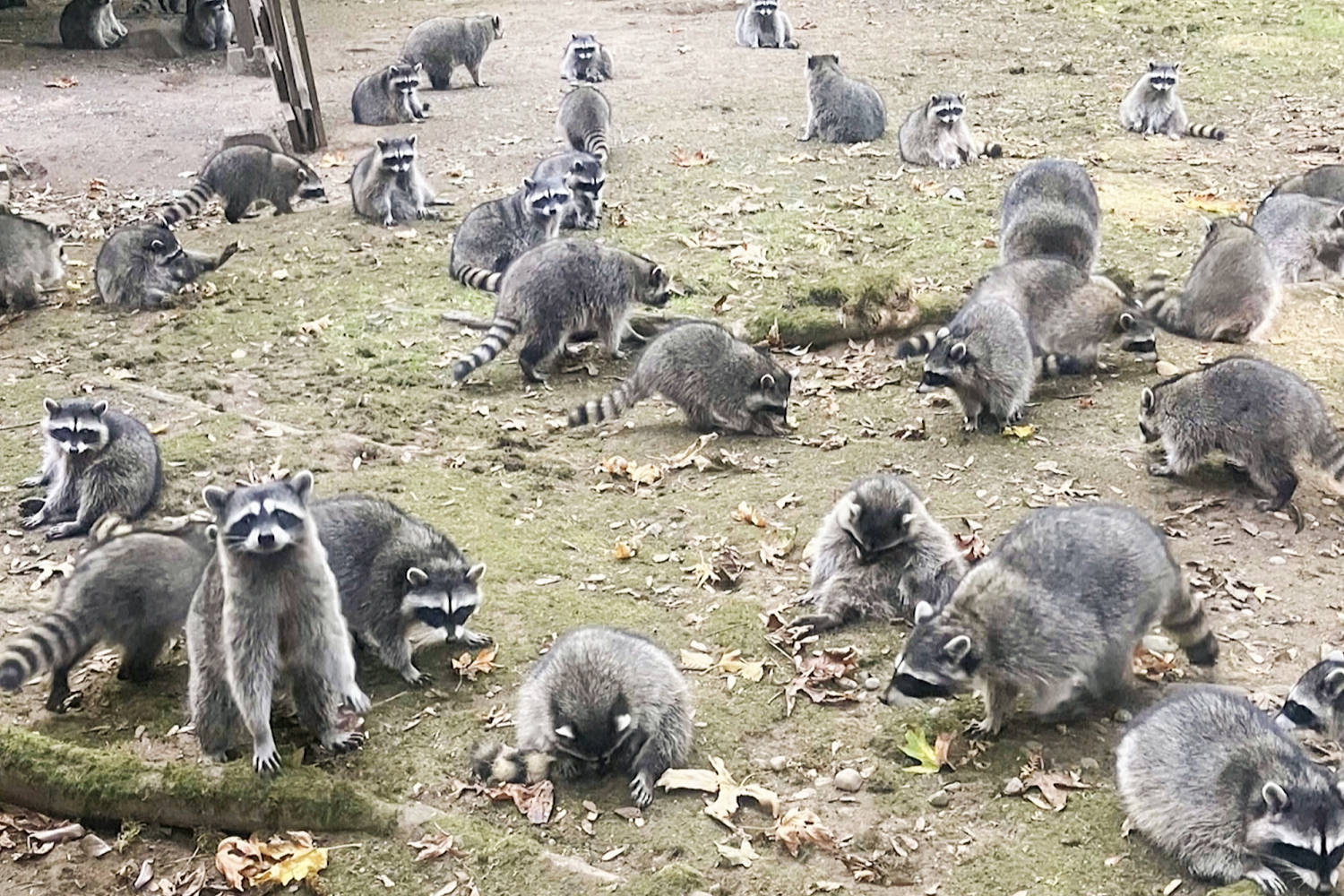 A woman called 911 after 100 raccoons surrounded her home