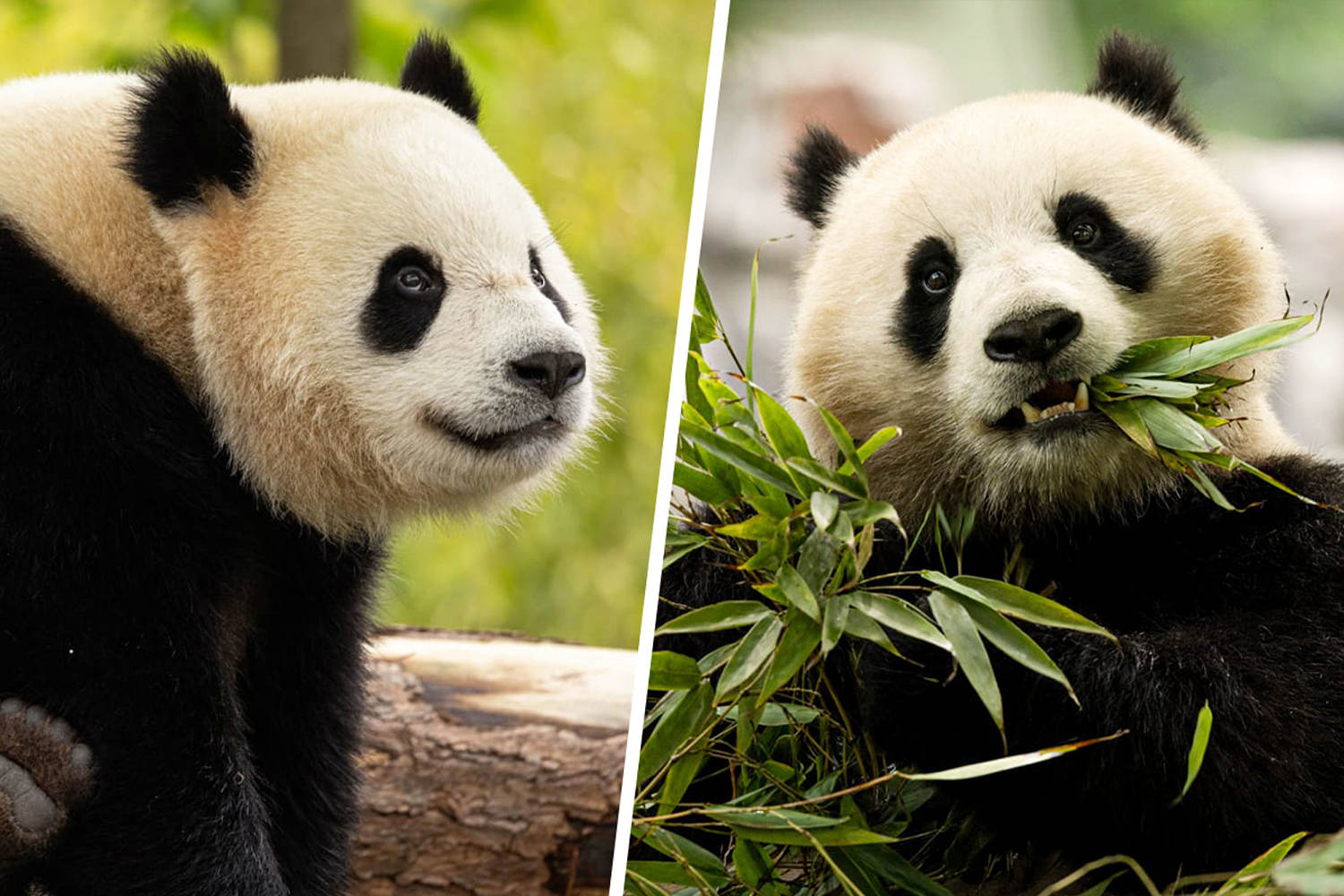 Panda diplomacy resumes: A pair of bears are on their way to the National Zoo from China