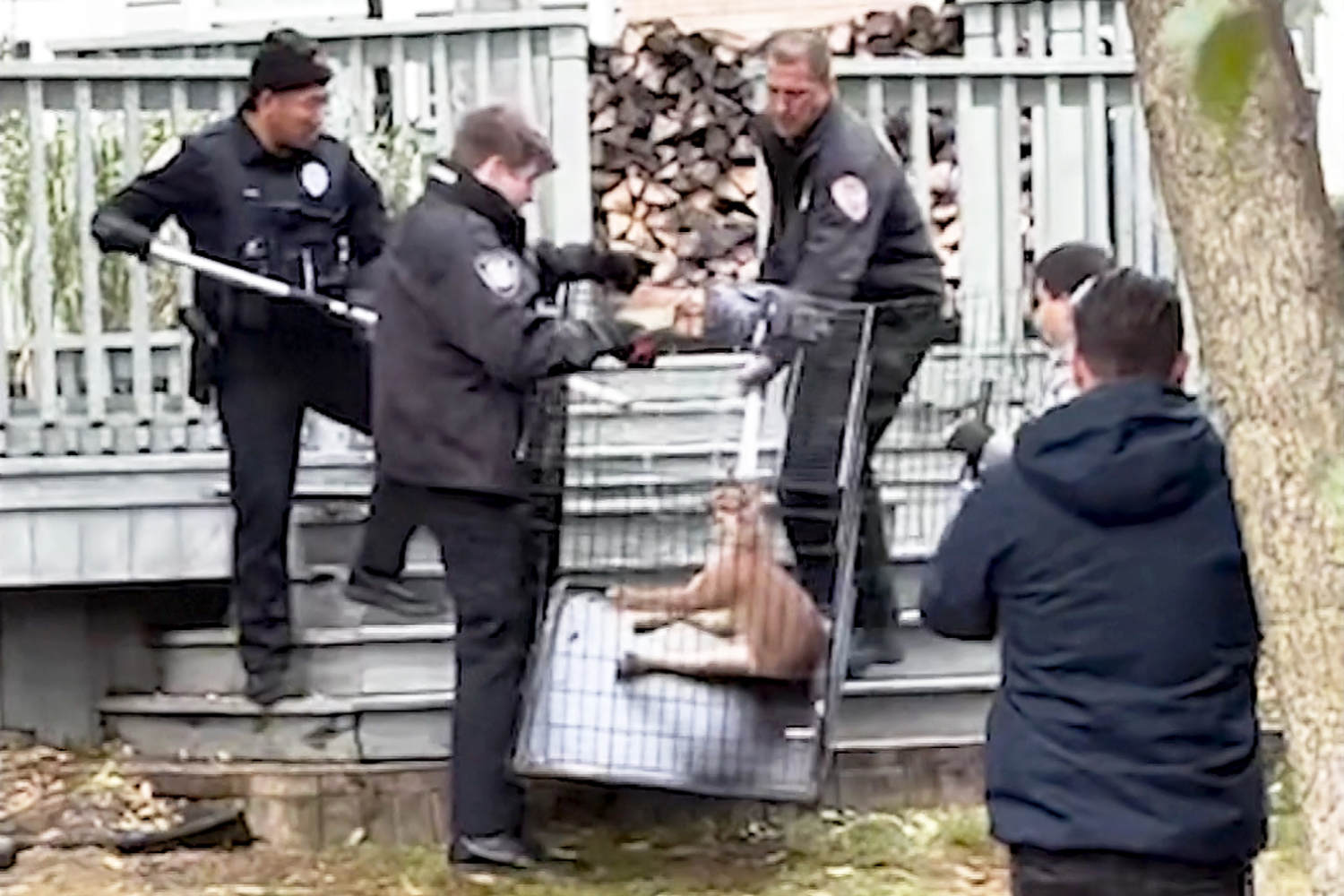 Exotic caracal loose in Chicago suburbs is found under deck of home