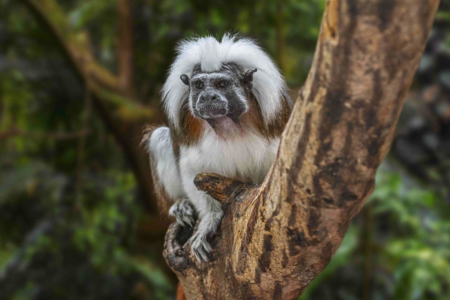 Nine monkeys die mysteriously at Hong Kong zoo