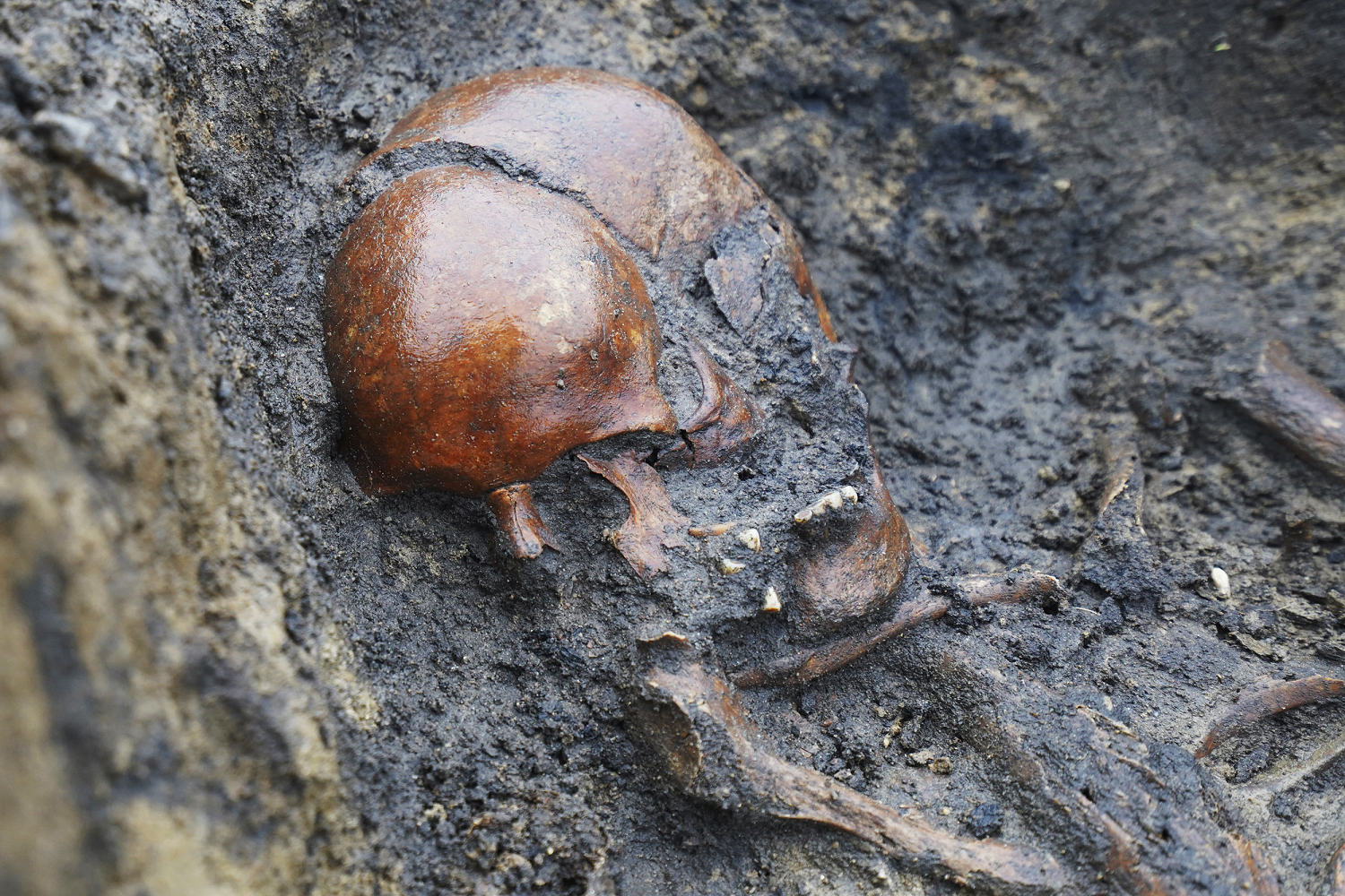 Fifty well-preserved Viking-era skeletons are discovered in Denmark