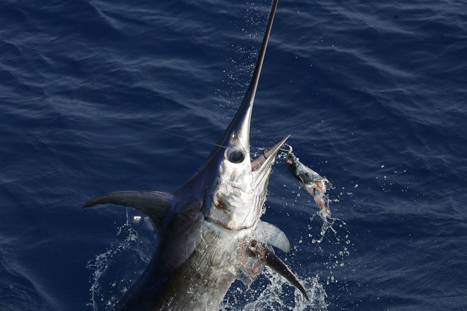 Surfer dies after reportedly being impaled by swordfish