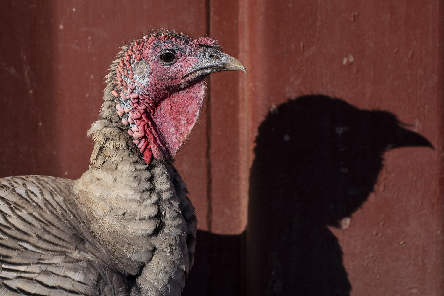 Bird flu suspected in four Washington farm workers, CDC sends team