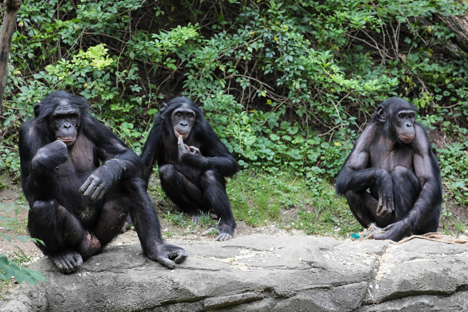 Cincinnati Zoo worker loses part of thumb after primate bite