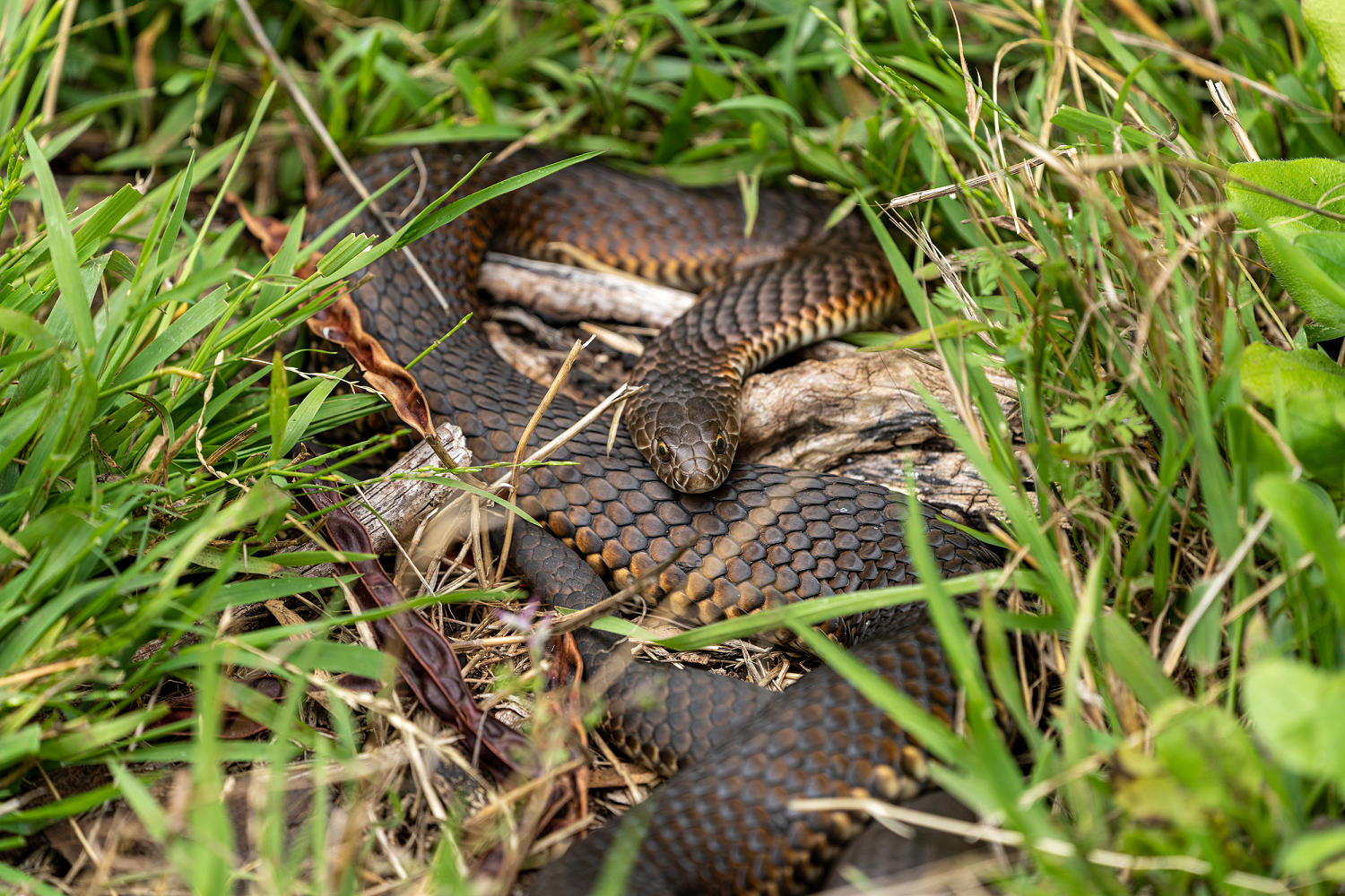 Woman found alive after surviving snake bite and two weeks in the wilderness