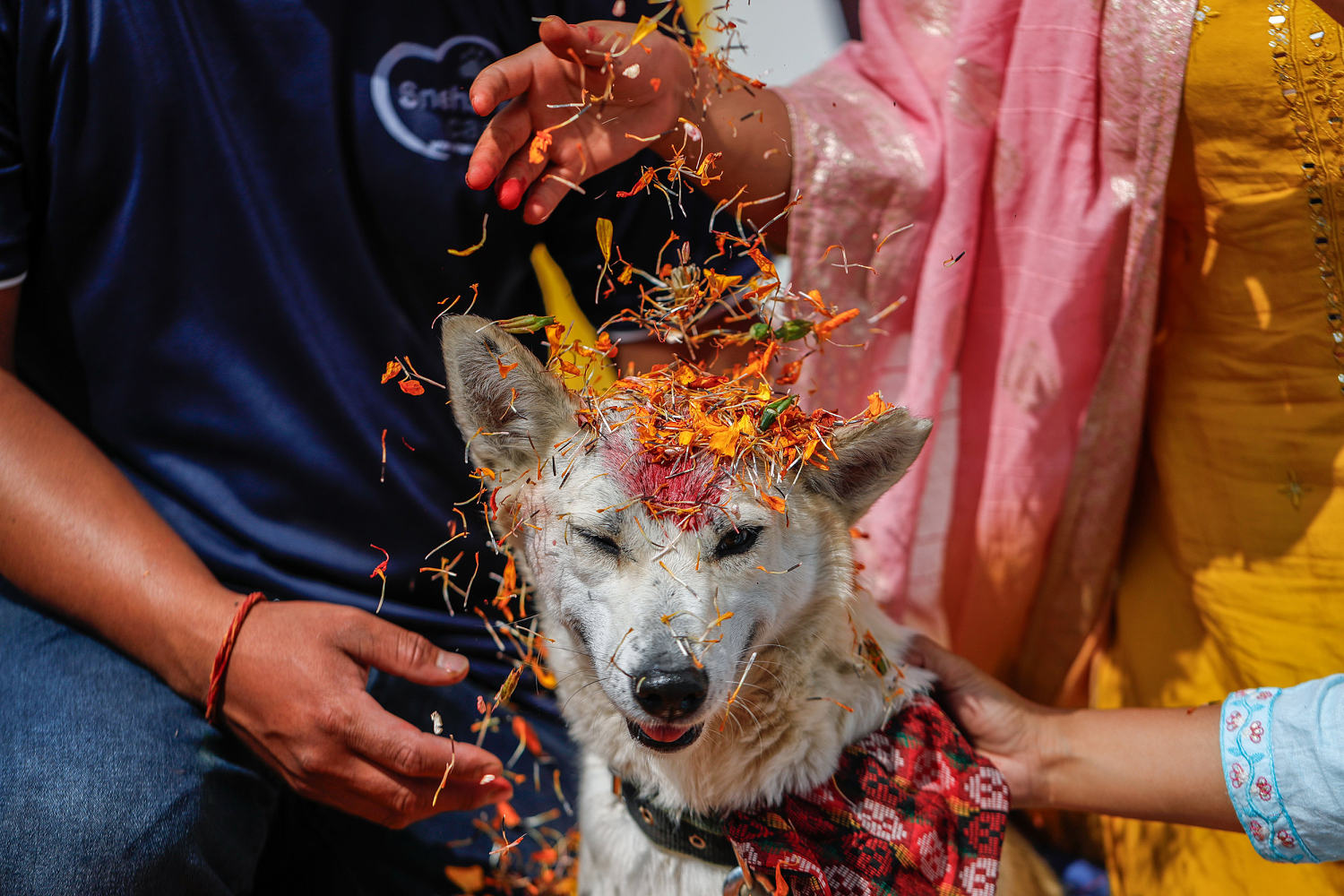 In Nepal, all good dogs are worshipped