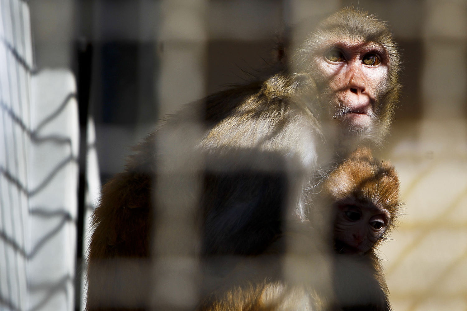 40 monkeys escape research facility, police warn locals to lock their doors