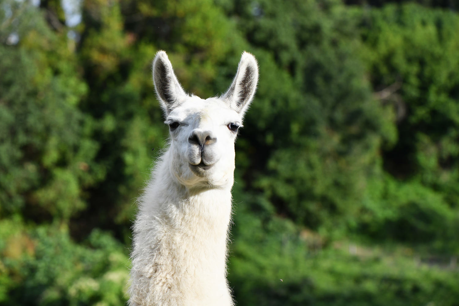 Llamas on the loose on Utah train tracks after escaping owner