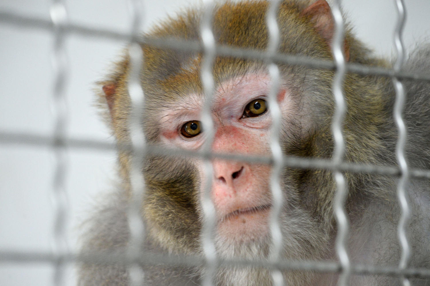 43 escaped research monkeys still loose in South Carolina after caretaker failed to shut two doors