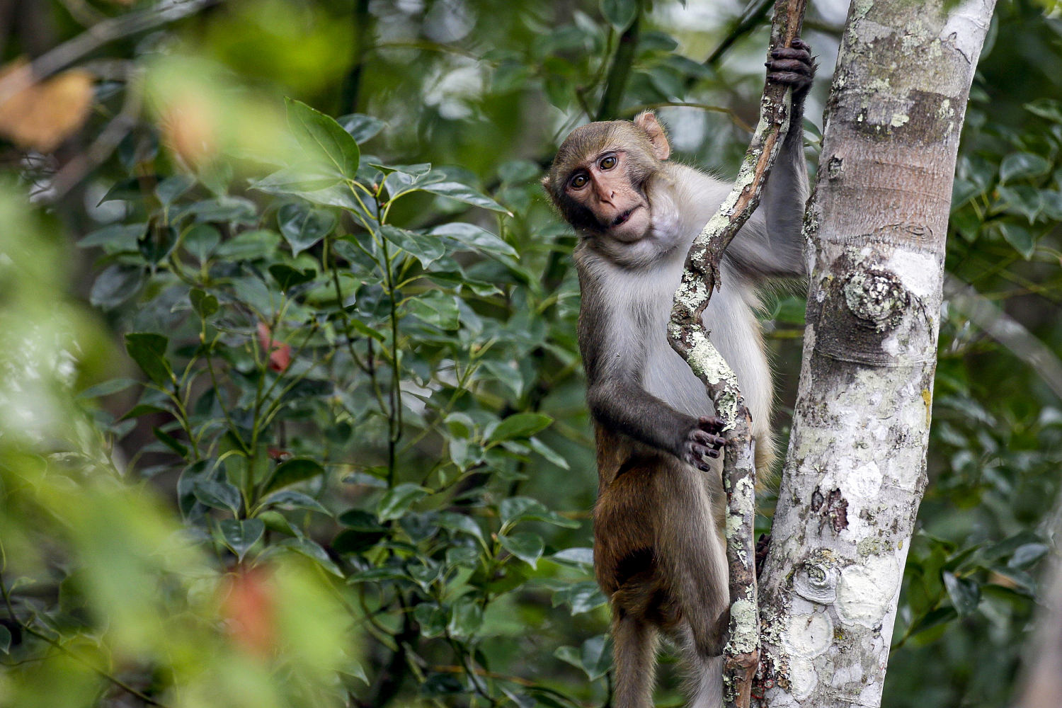 1 of the escaped South Carolina monkeys found unharmed, officials say