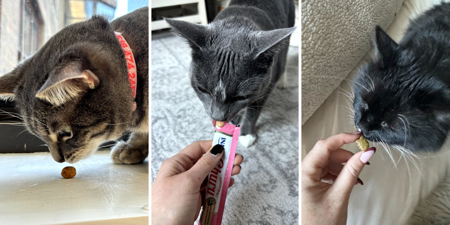 Treats can be beneficial for your cat — yes, seriously. Here’s what to know