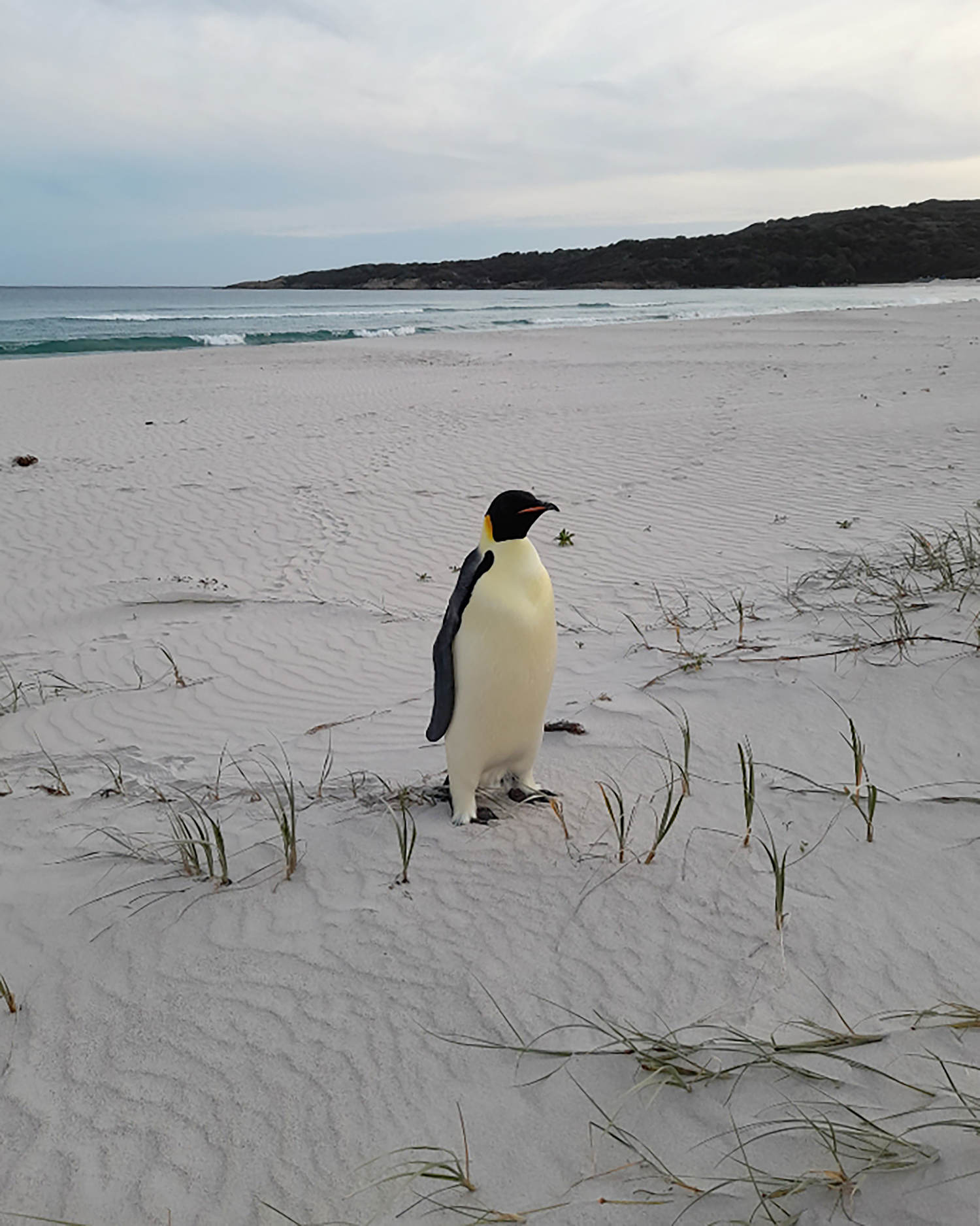 Emperor penguin found 2,000 miles from home on Australian tourist beach