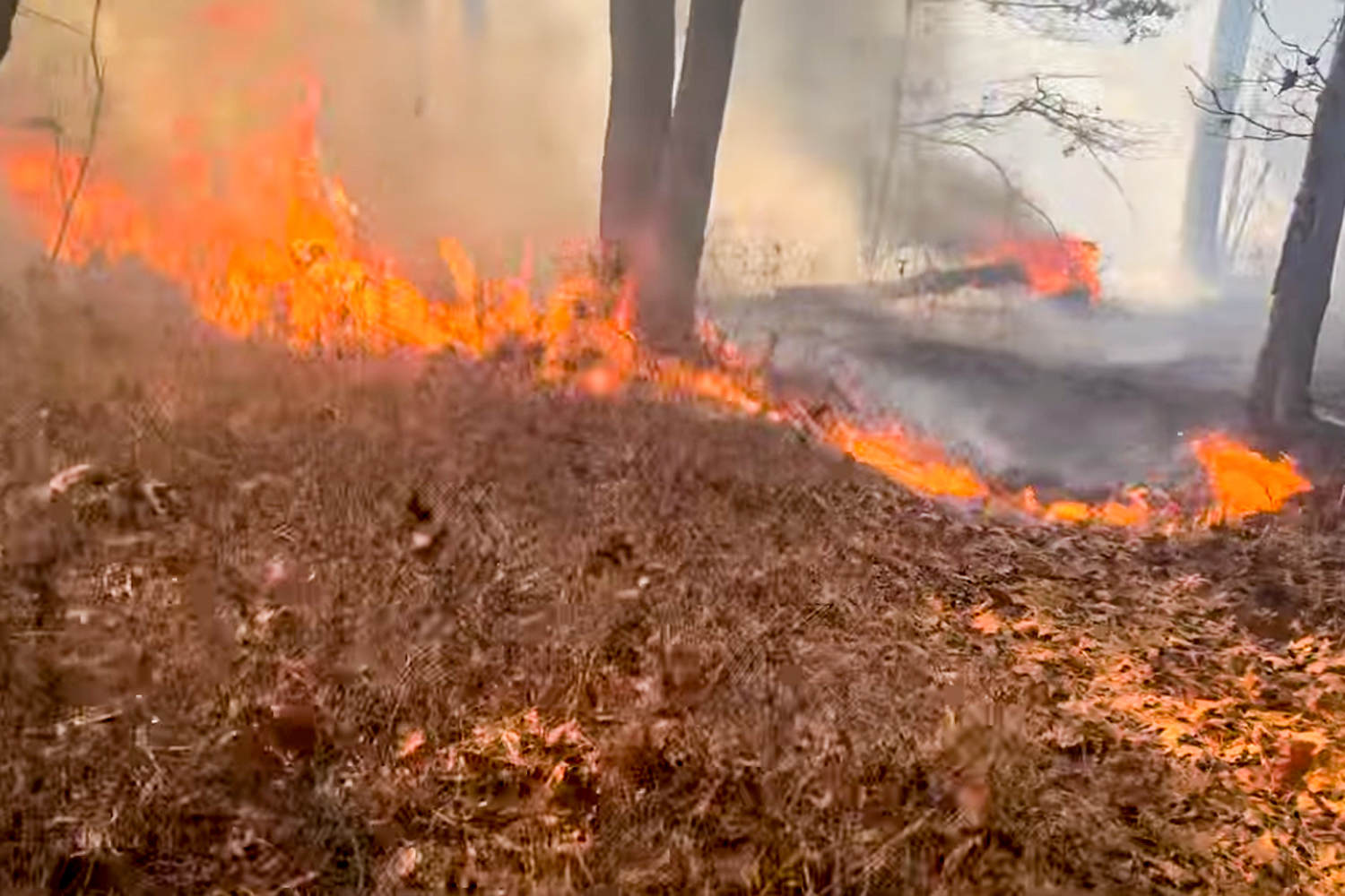 New York firefighter accused of intentionally setting brush fire on Long Island