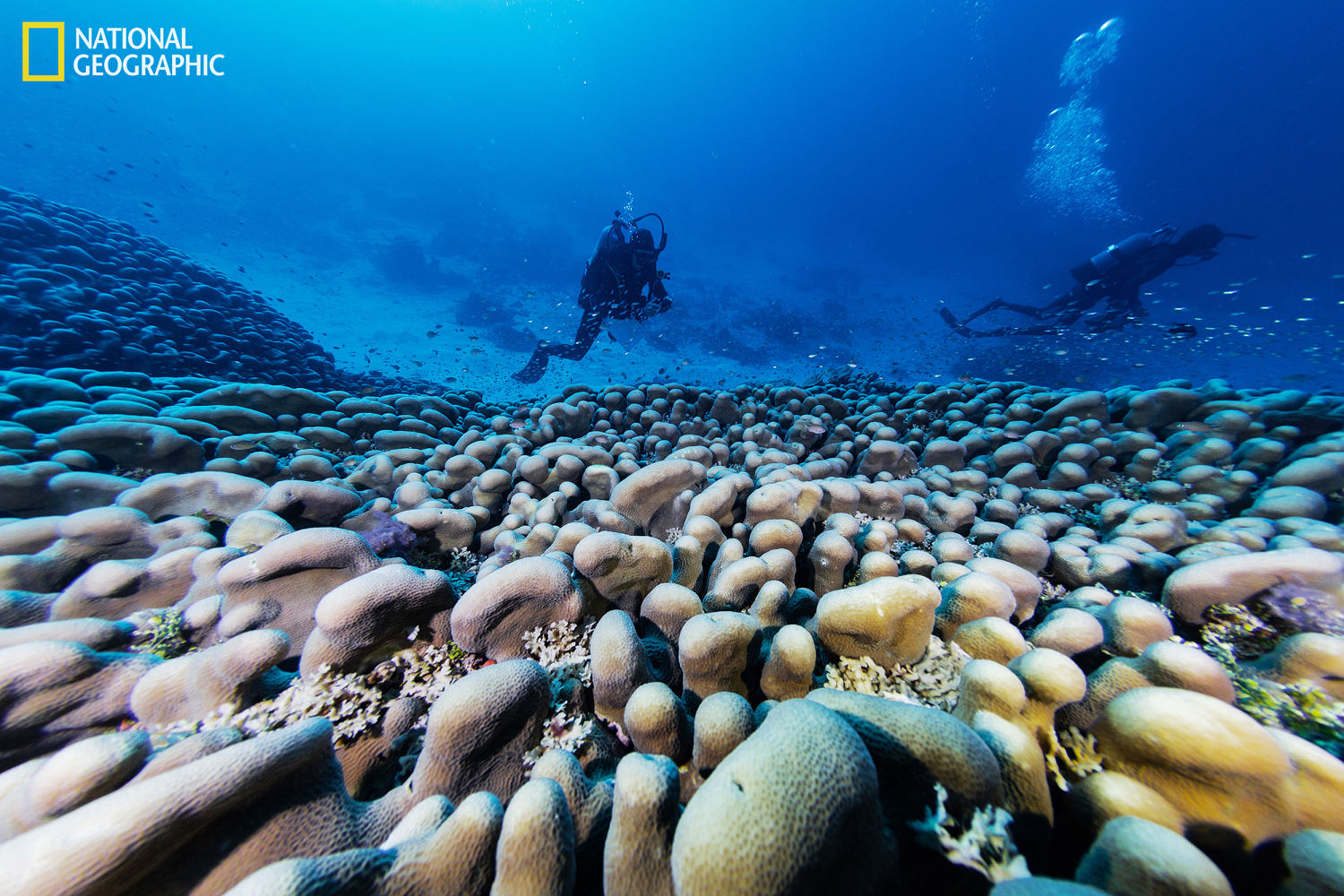 World's largest coral, found in the Pacific, was 'hiding in plain sight' for 300 years