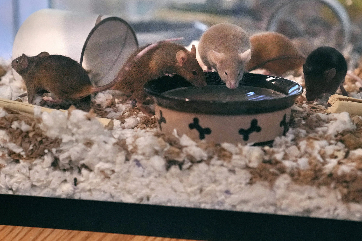 Man overwhelmed by pet mice breeding rate gives nearly 1,000 rodents to a shelter