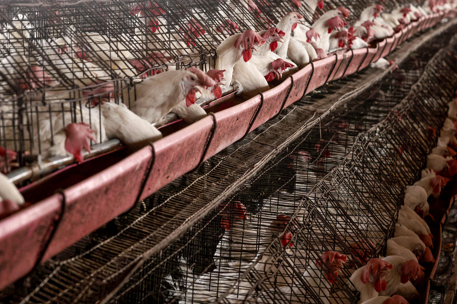 California child tests positive for bird flu with no known exposure to infected animals