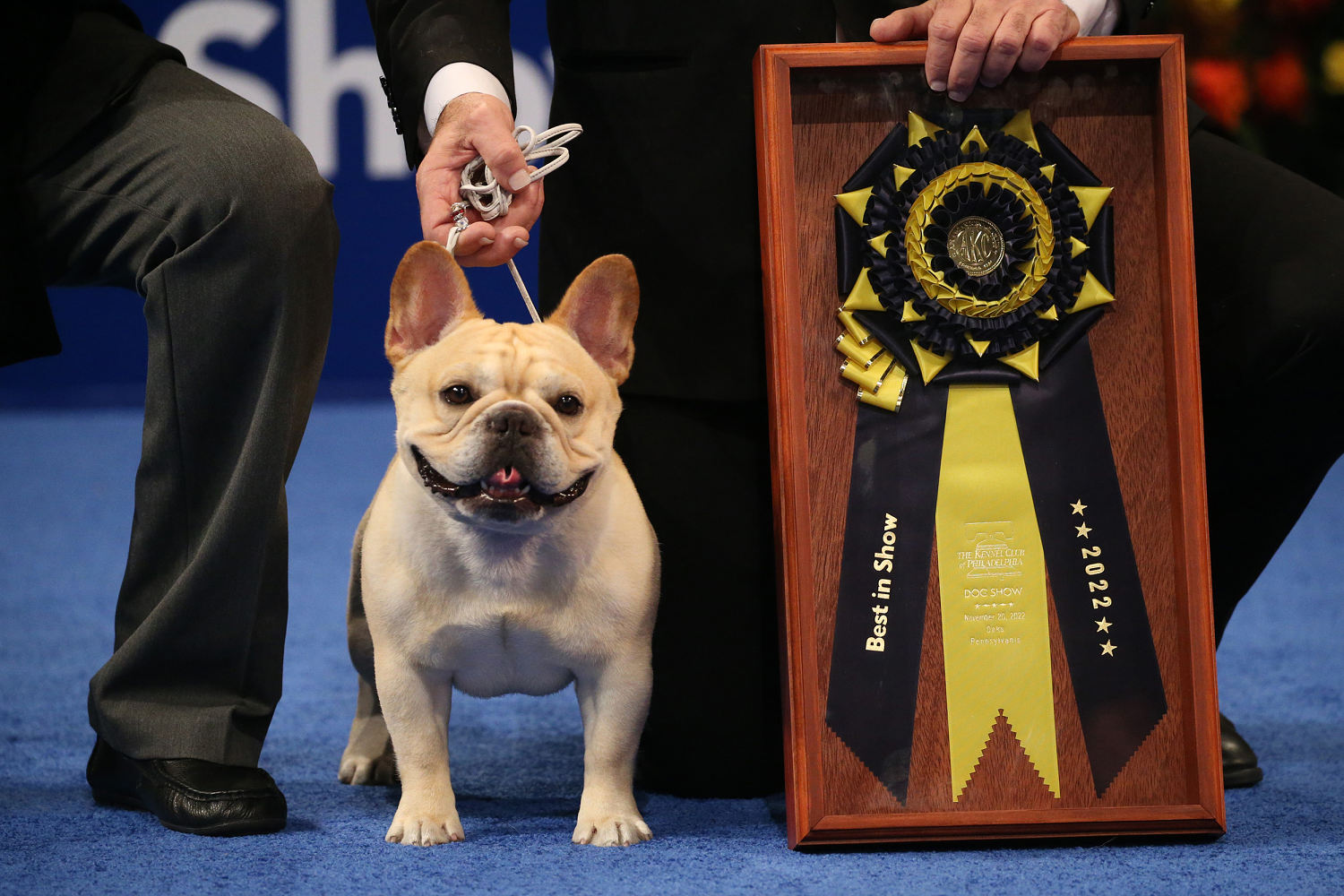 Who's the best boy? 2,000 dogs will compete for this year's title in the National Dog Show