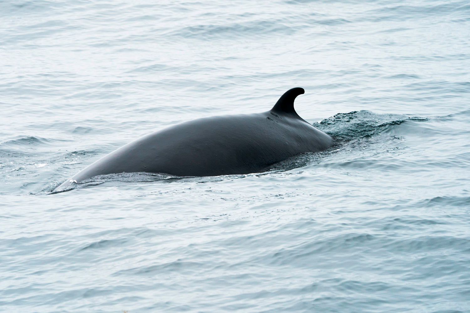 241120 gloucester mass minke whale 2018 ac 549p dea392