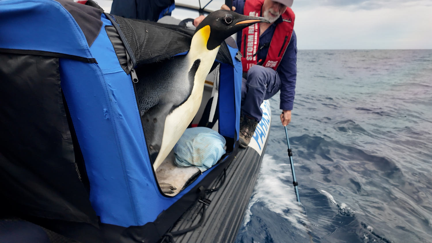 ‘Good luck, Gus’: Emperor penguin found in Australia is released back into the wild