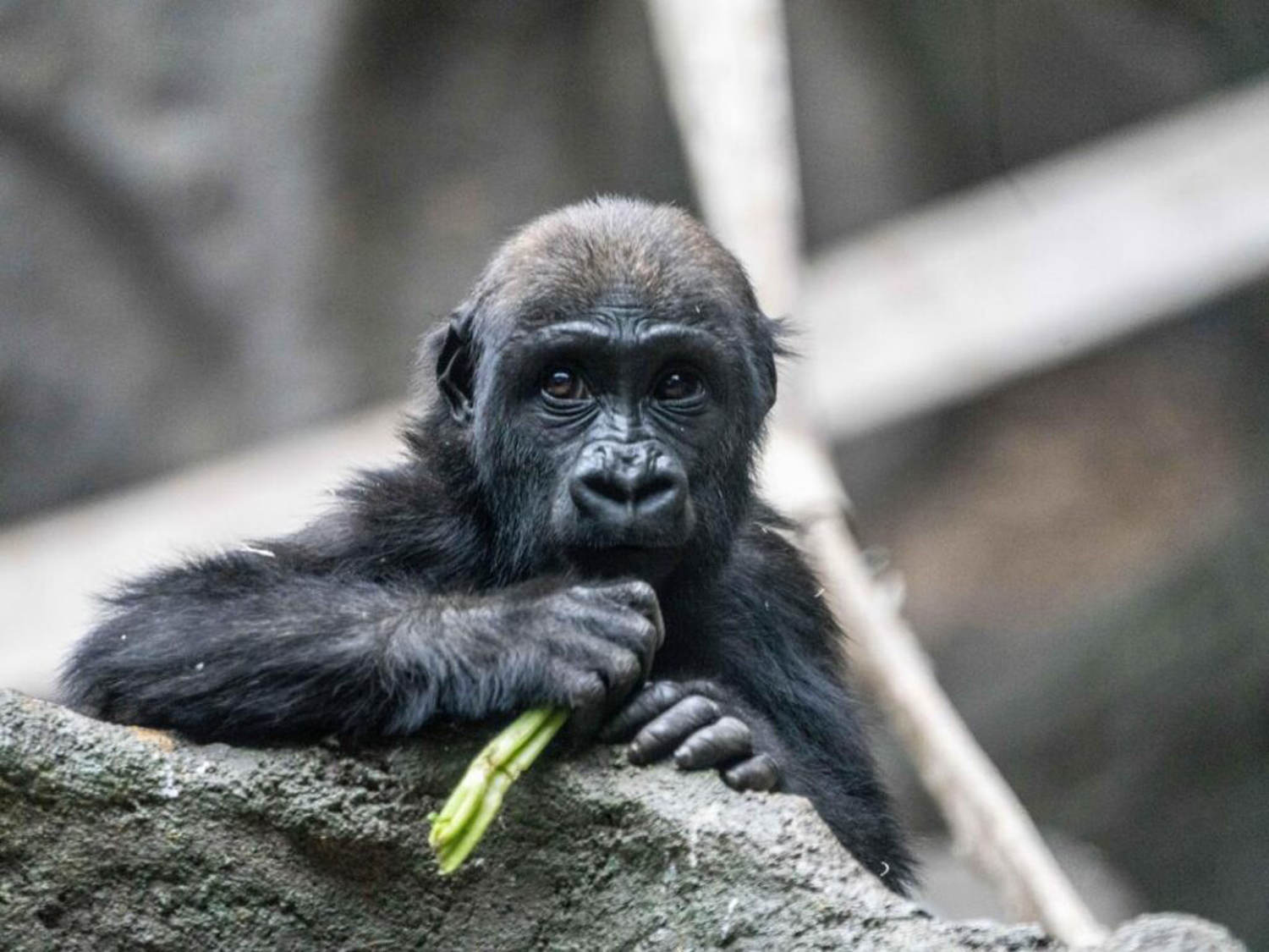 2-year-old gorilla dies in Canadian zoo after being hit by door that was accidentally shut by worker