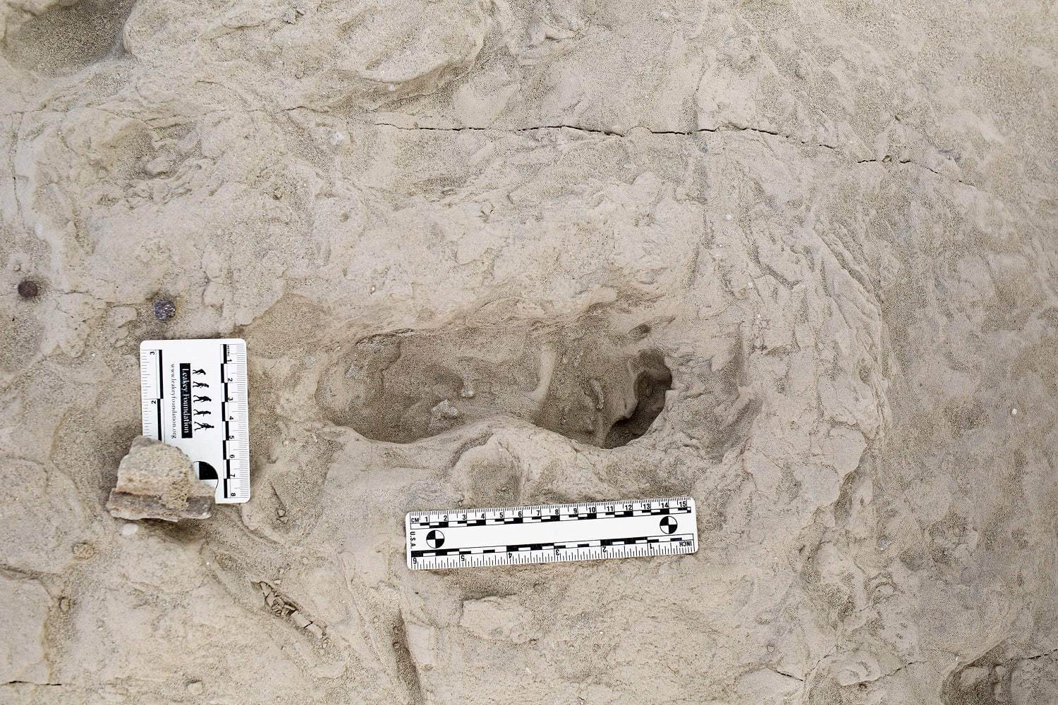 Footprints show two species of ancient human relatives shared the same ground at the same time