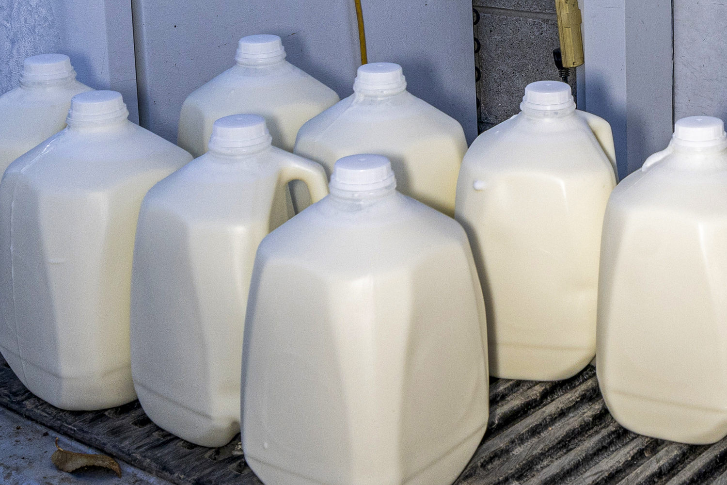 Bird flu detected in second lot of raw milk sold in California, health officials say