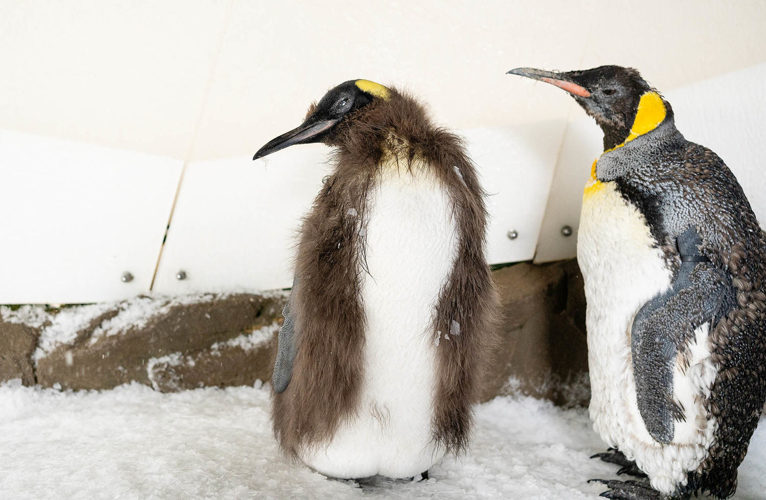 See Pesto the viral baby penguin grow up as he sheds brown feathers in new photos