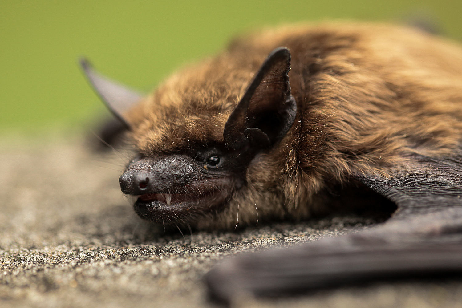 California teacher dies from rabies month after being bitten by bat in her classroom