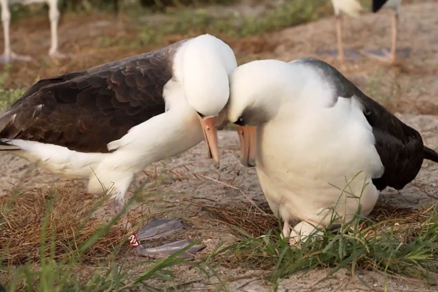 World's oldest known wild bird lays her first egg in four years at age 74