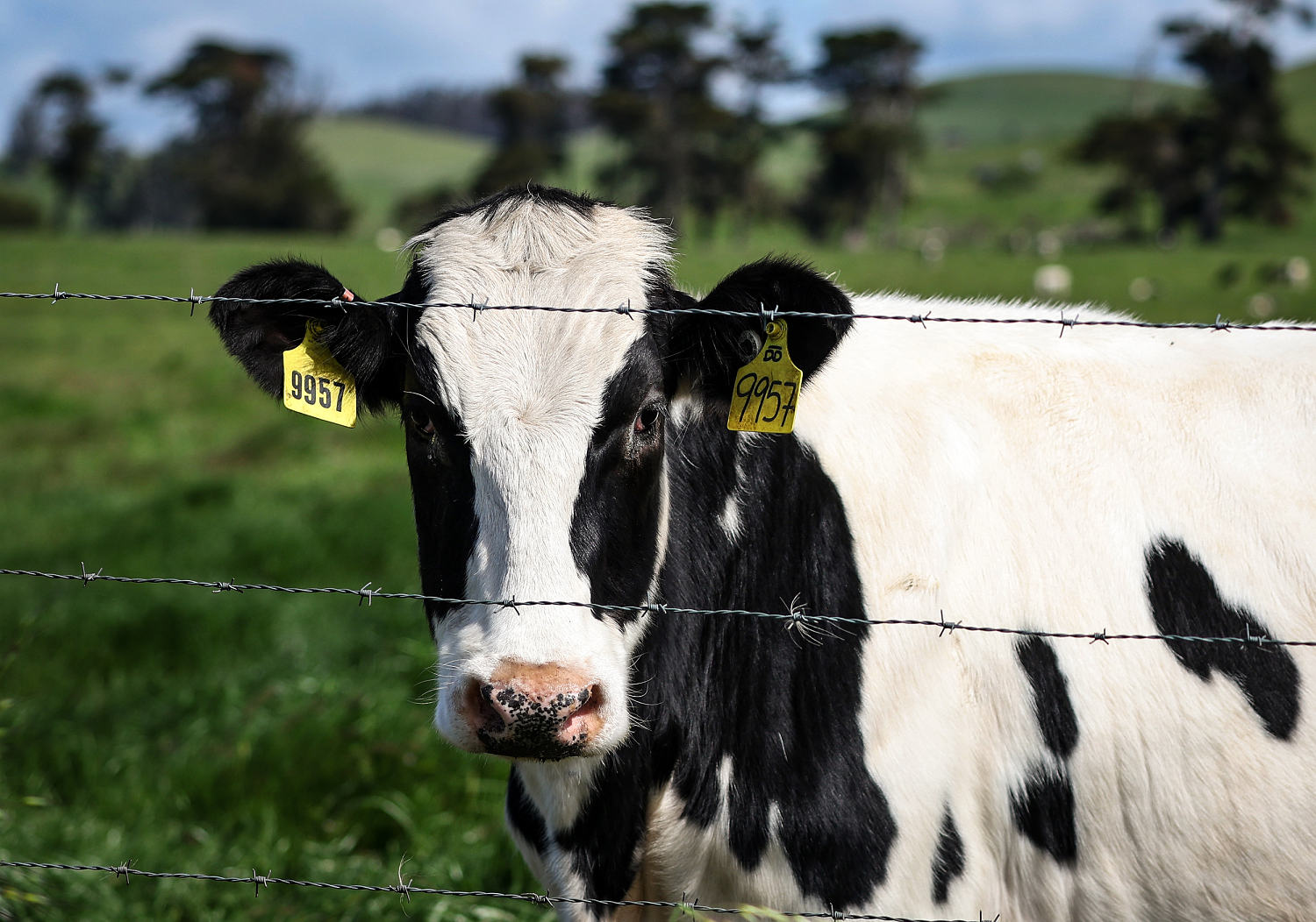 USDA orders testing of milk for bird flu