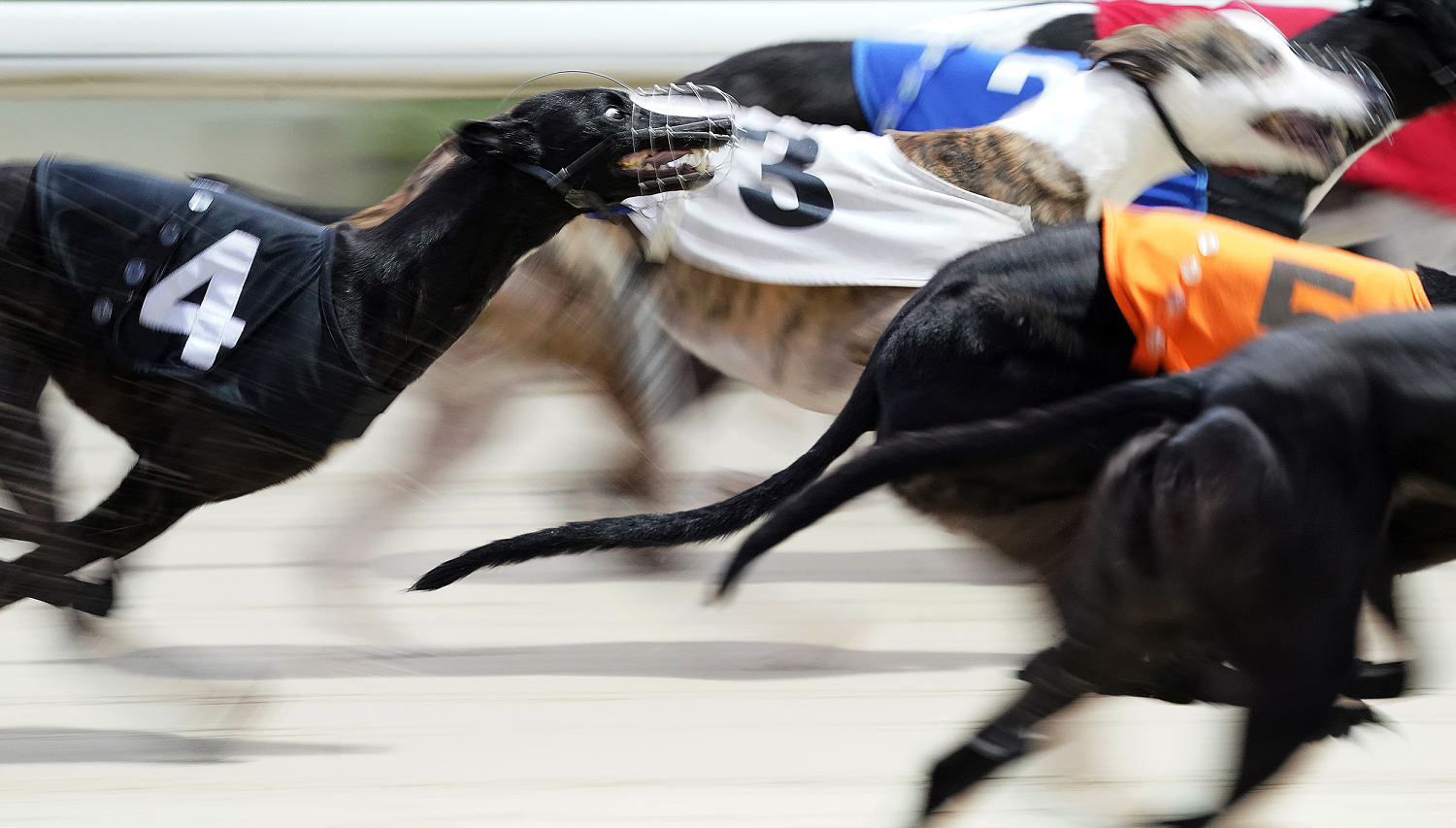 New Zealand to move to ban greyhound racing over animal welfare concerns