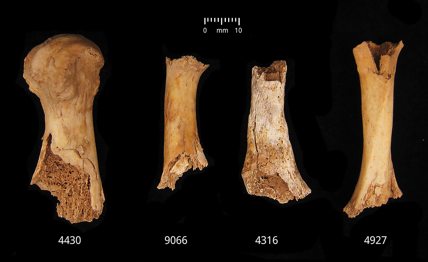 Bronze age Britons were cannibalized after an 'exceptionally violent' attack