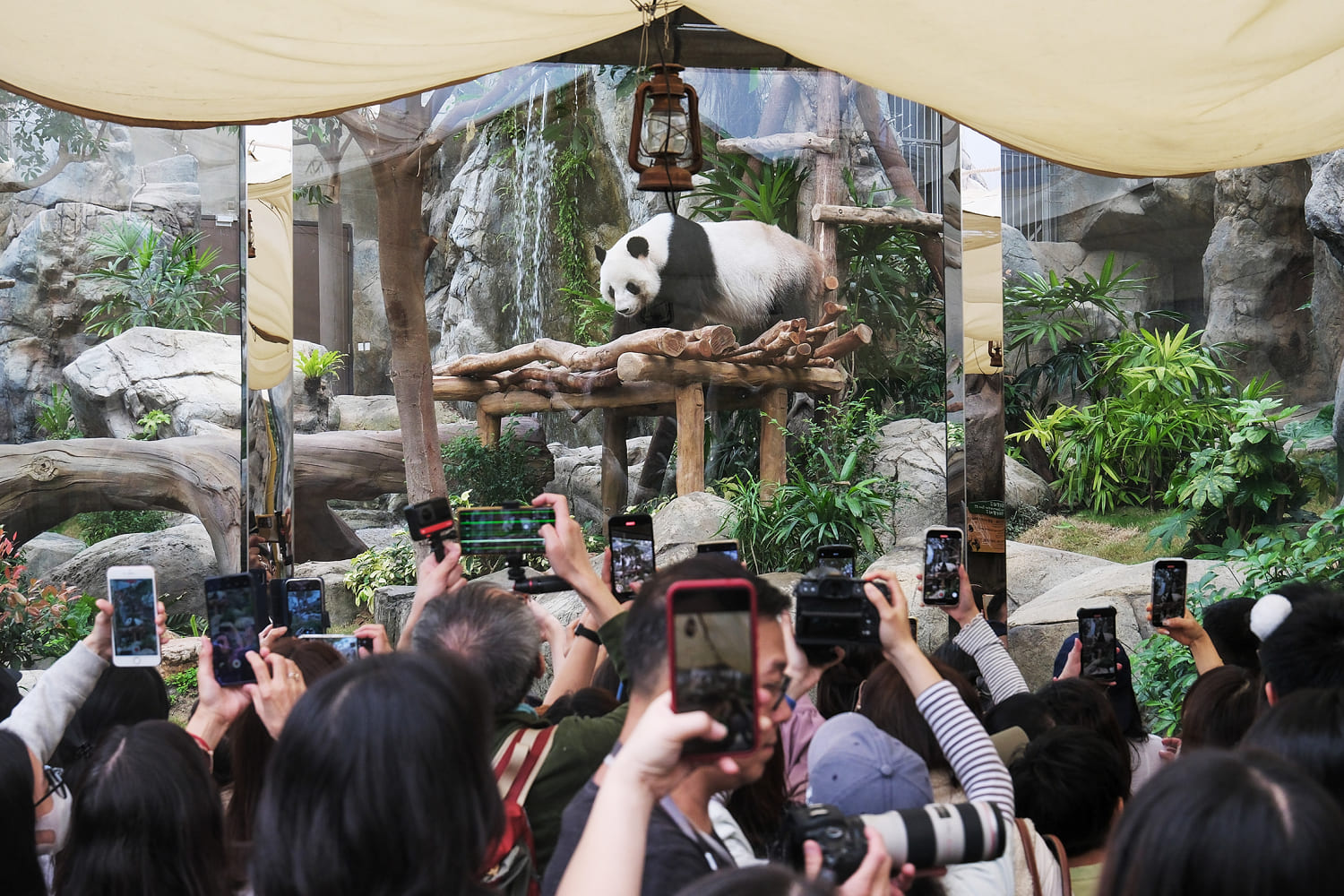 Hong Kong’s newest stars? Meet the panda cub twins