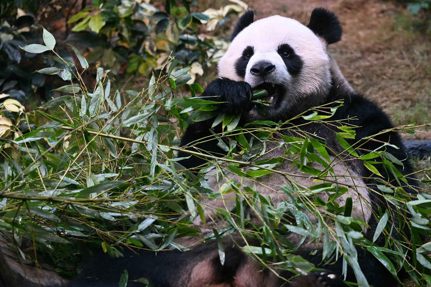 Hong Kong's plan to lure back visitors? It's black, white and eats bamboo