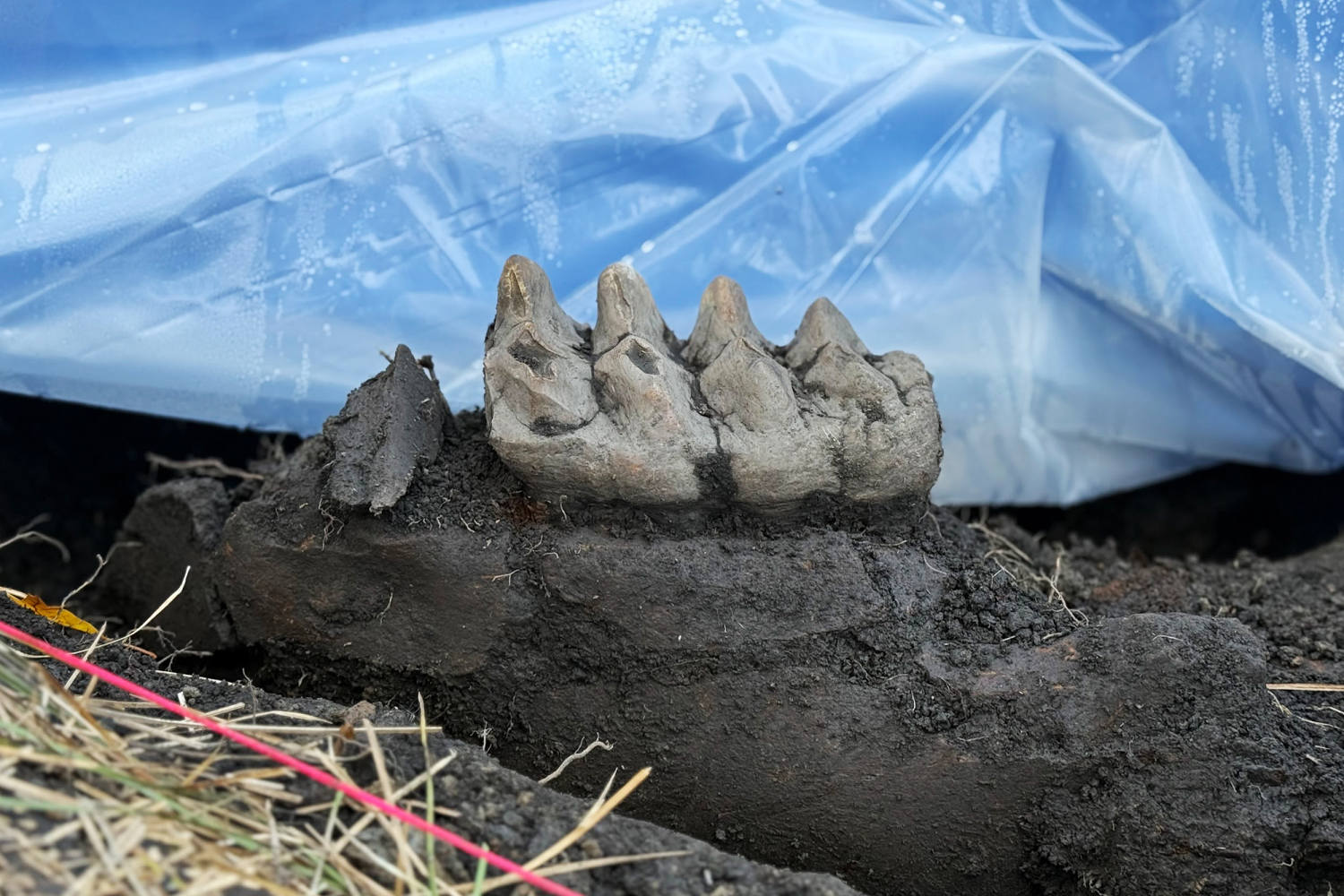 Complete mastodon jaw fossil found in New York backyard