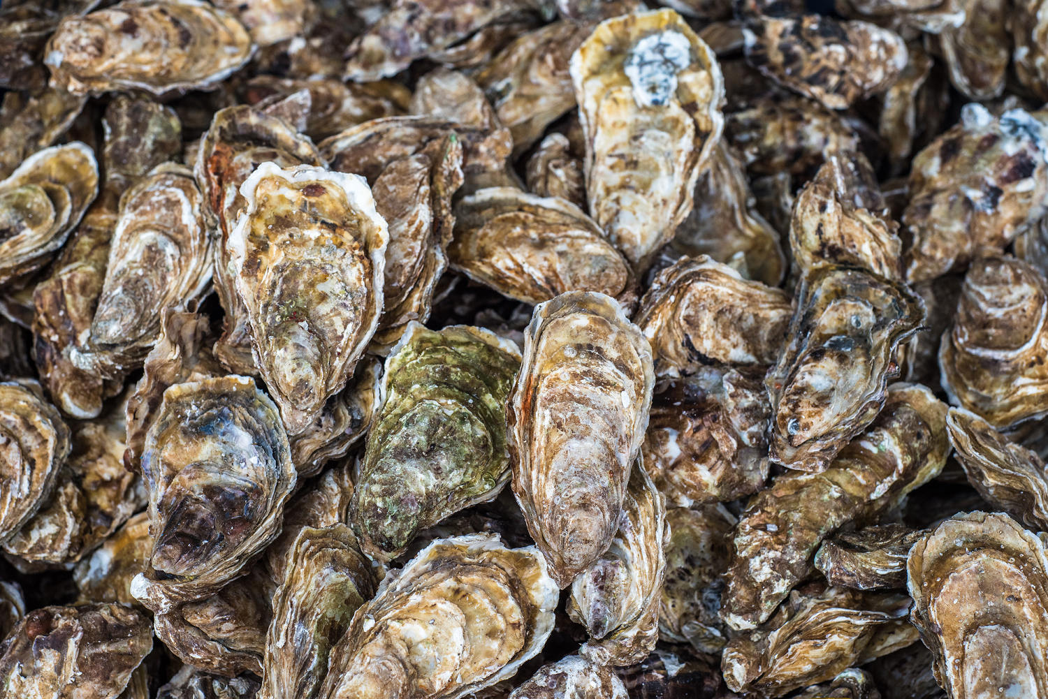 Over 80 sickened after eating raw oysters at Los Angeles restaurant showcase event