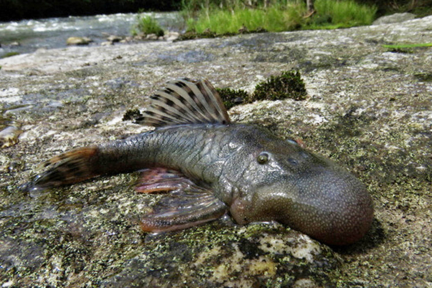 An aquatic mouse and an ugly blob-headed fish among new species discovered in the Amazon