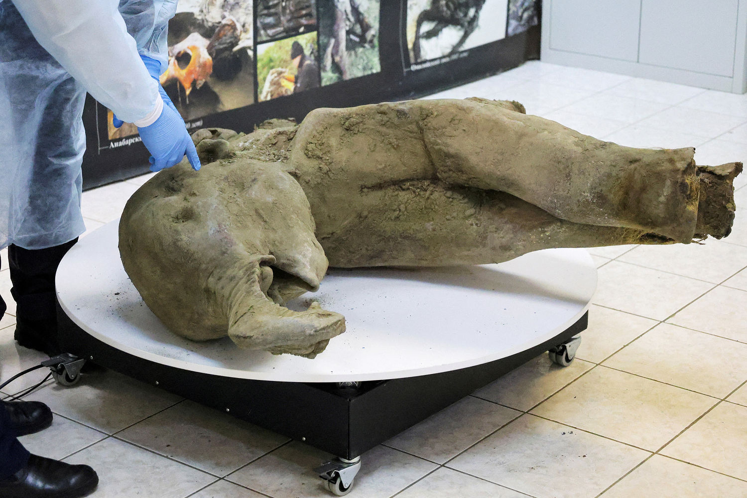 Discovery of 50,000-year-old baby mammoth a big boon to researchers