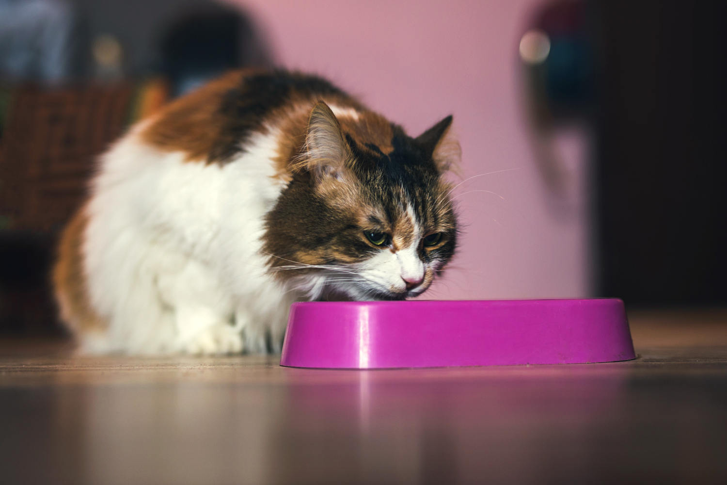 Experts warn against raw pet food after cat dies of bird flu infection