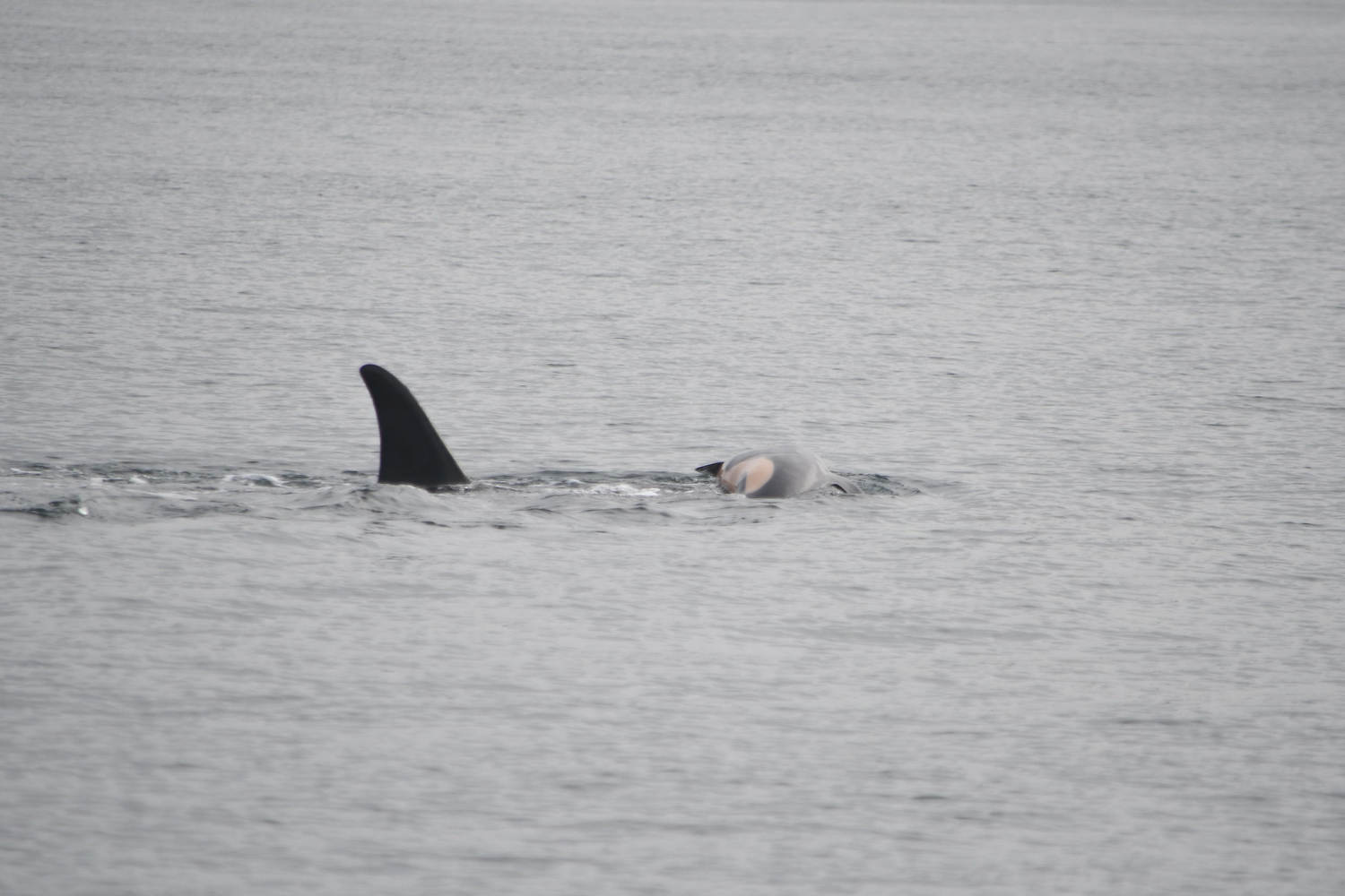 Orca who carried dead newborn for weeks has lost another calf and is carrying it again