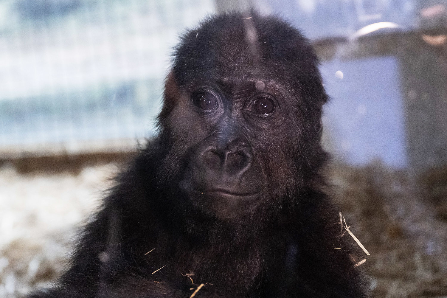 A young gorilla rescued from an aircraft hold recovers at Istanbul zoo