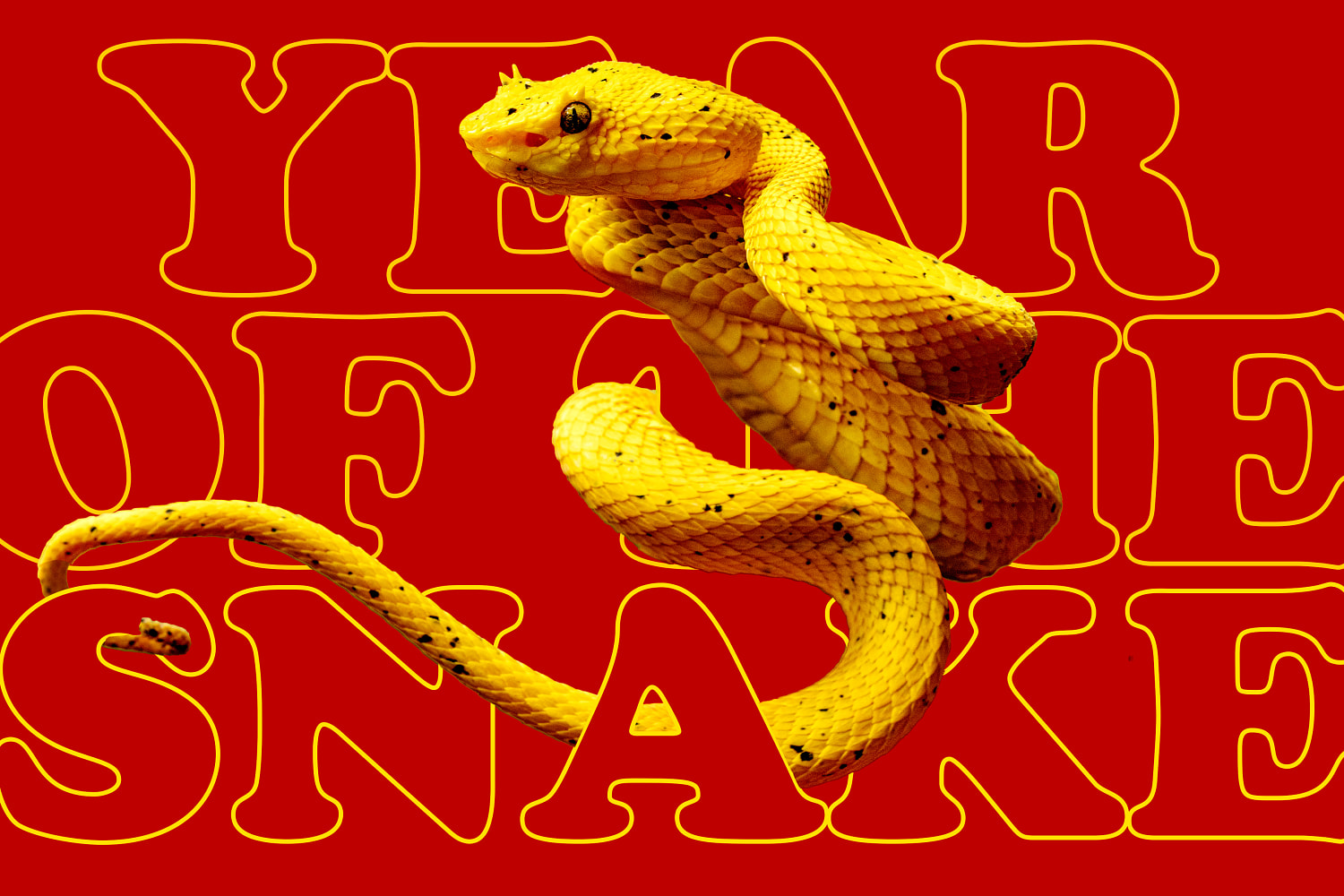 The Year of the Snake is all about shedding that bad energy