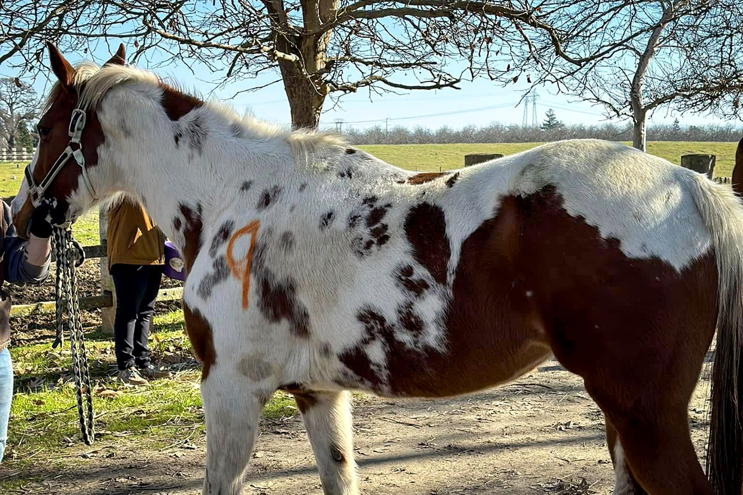 California woman arrested after 27 dead horses found during search warrant