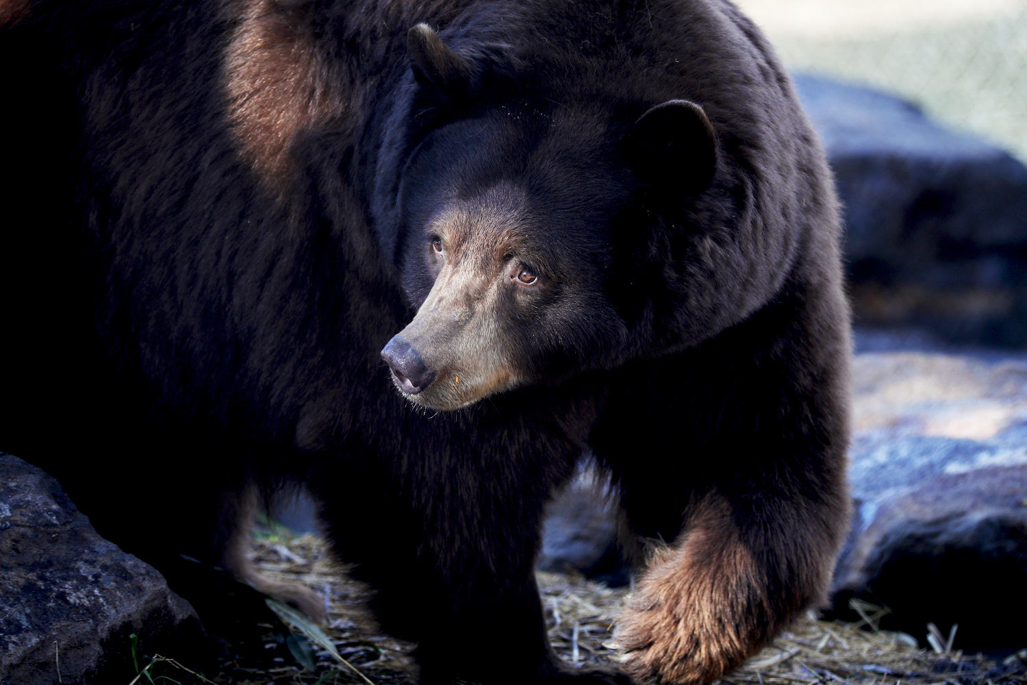 Bear that attacked man in Pennsylvania had rabies, officials confirm