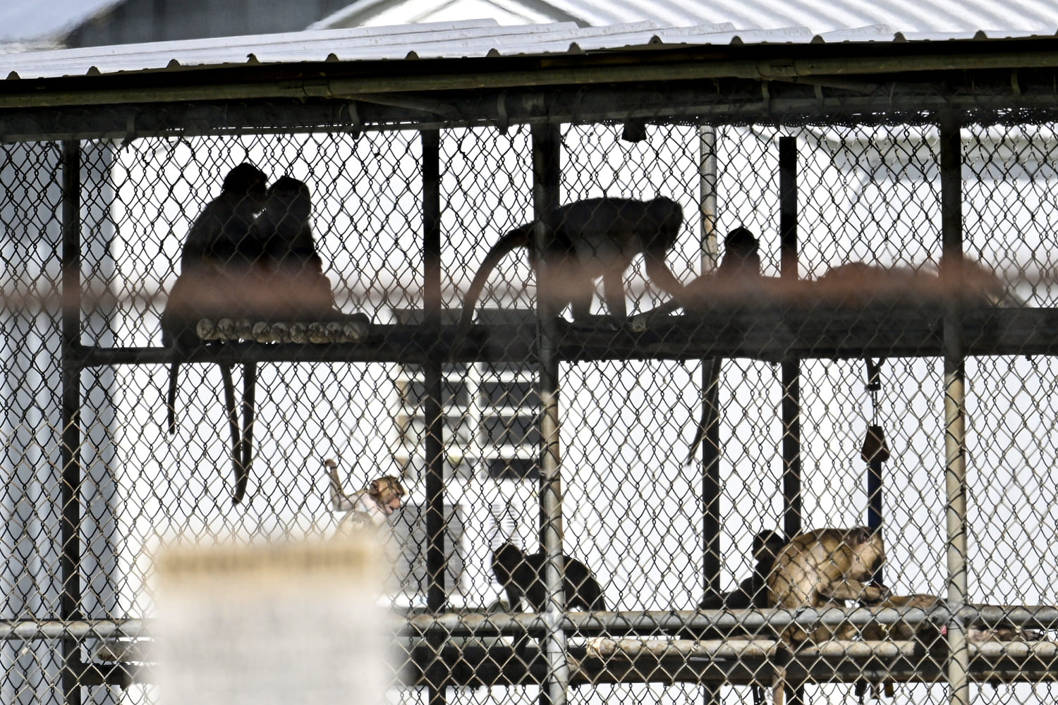 All 43 research monkeys that escaped South Carolina facility have been recaptured