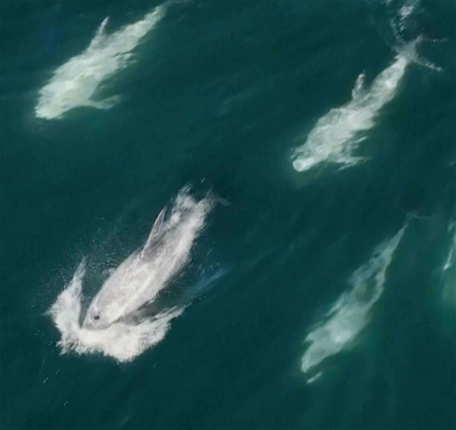 Watch a miles-long 'super pod' of dolphins captured on drone video