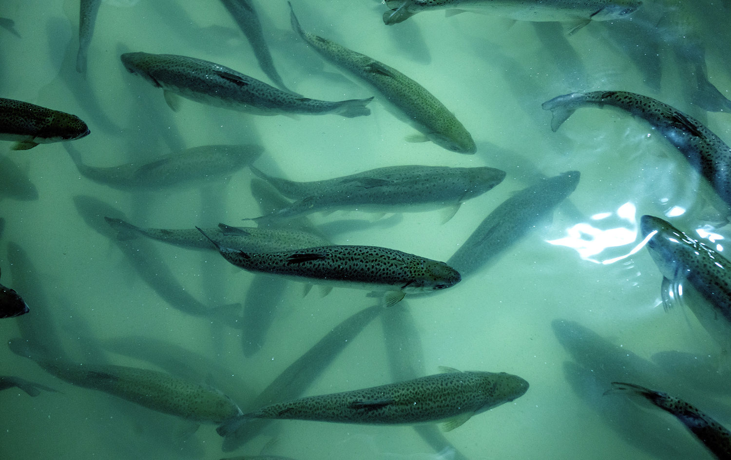 A food bank netted a huge haul of 13,000 fresh salmon. The catch? The fish were still alive