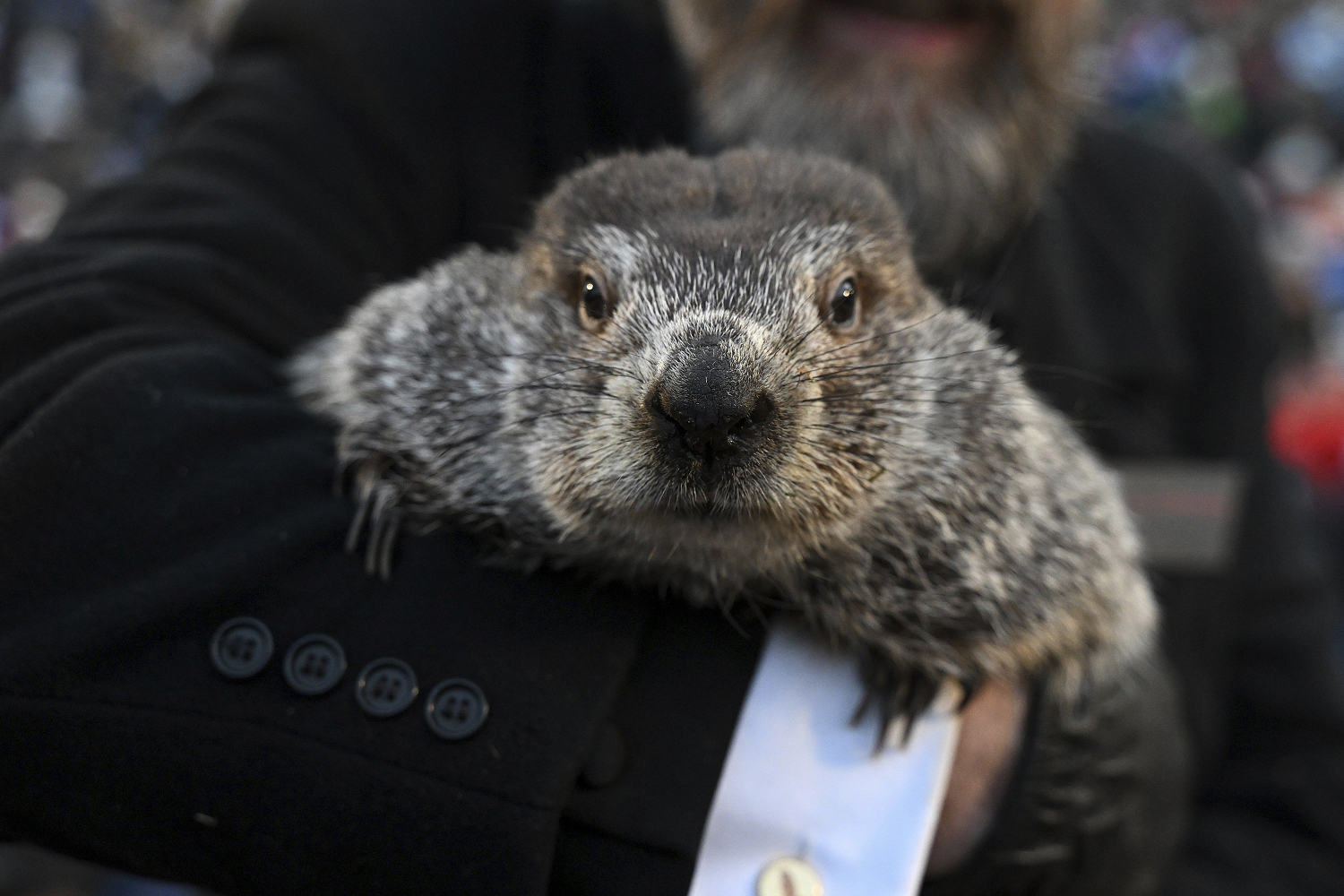 Punxsutawney Phil sees his shadow, handlers say, predicting 6 more weeks of wintry weather